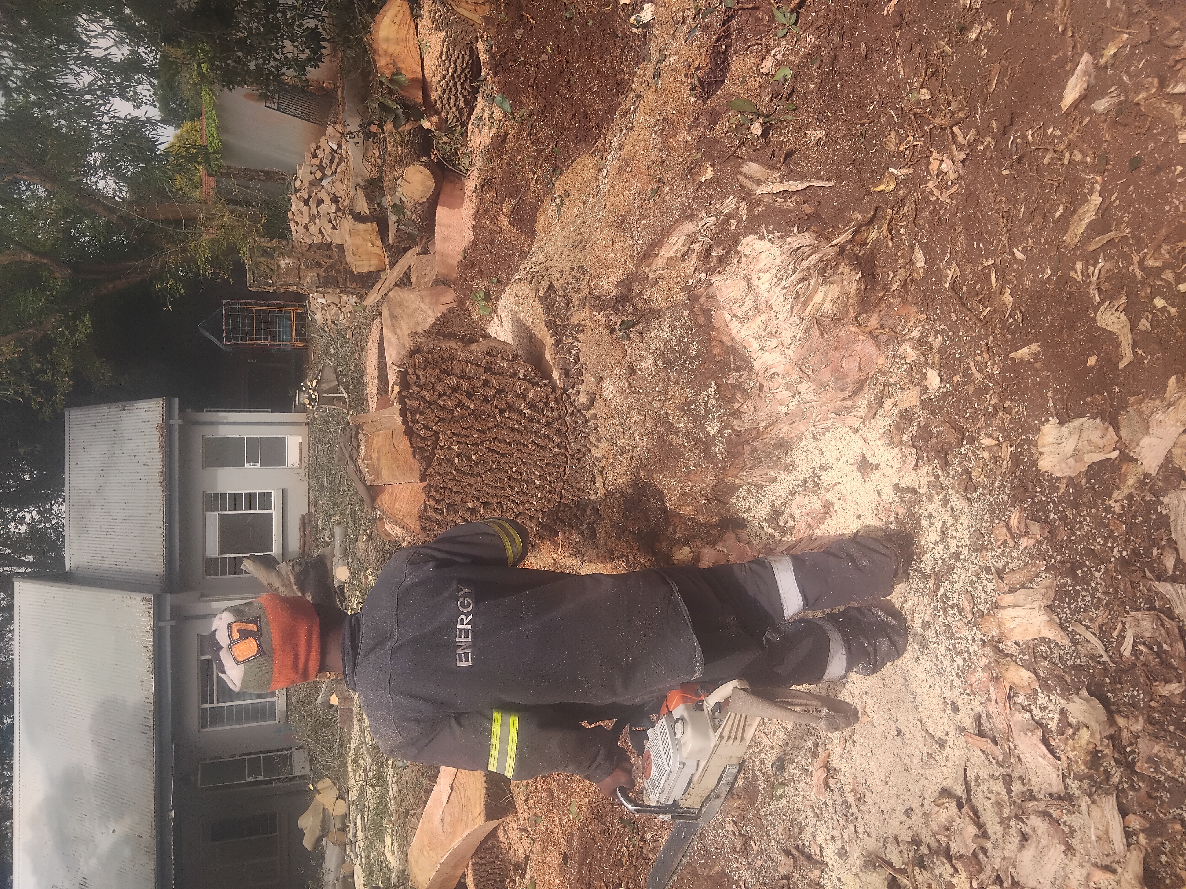Tree Removal