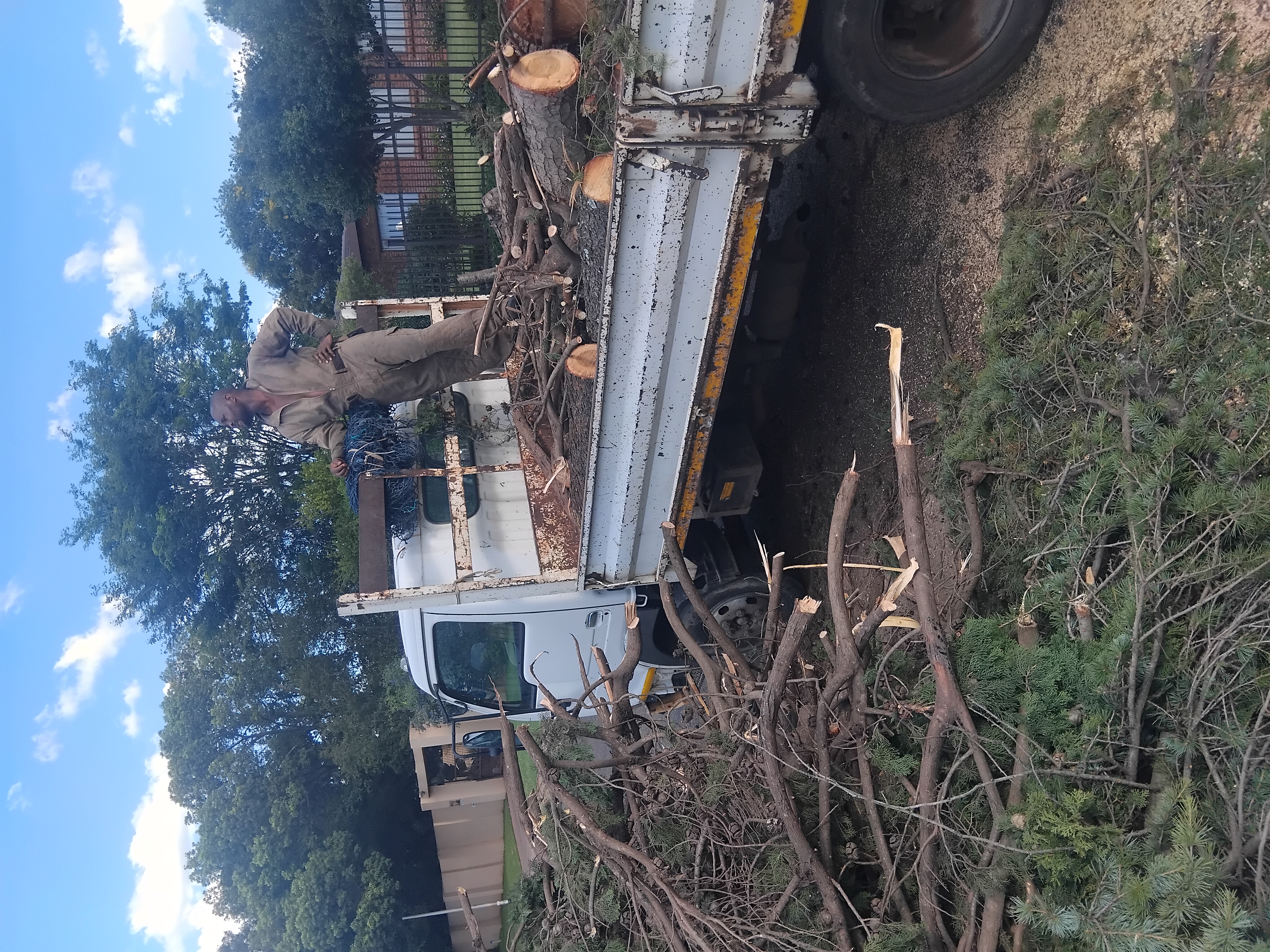 Tree Felling