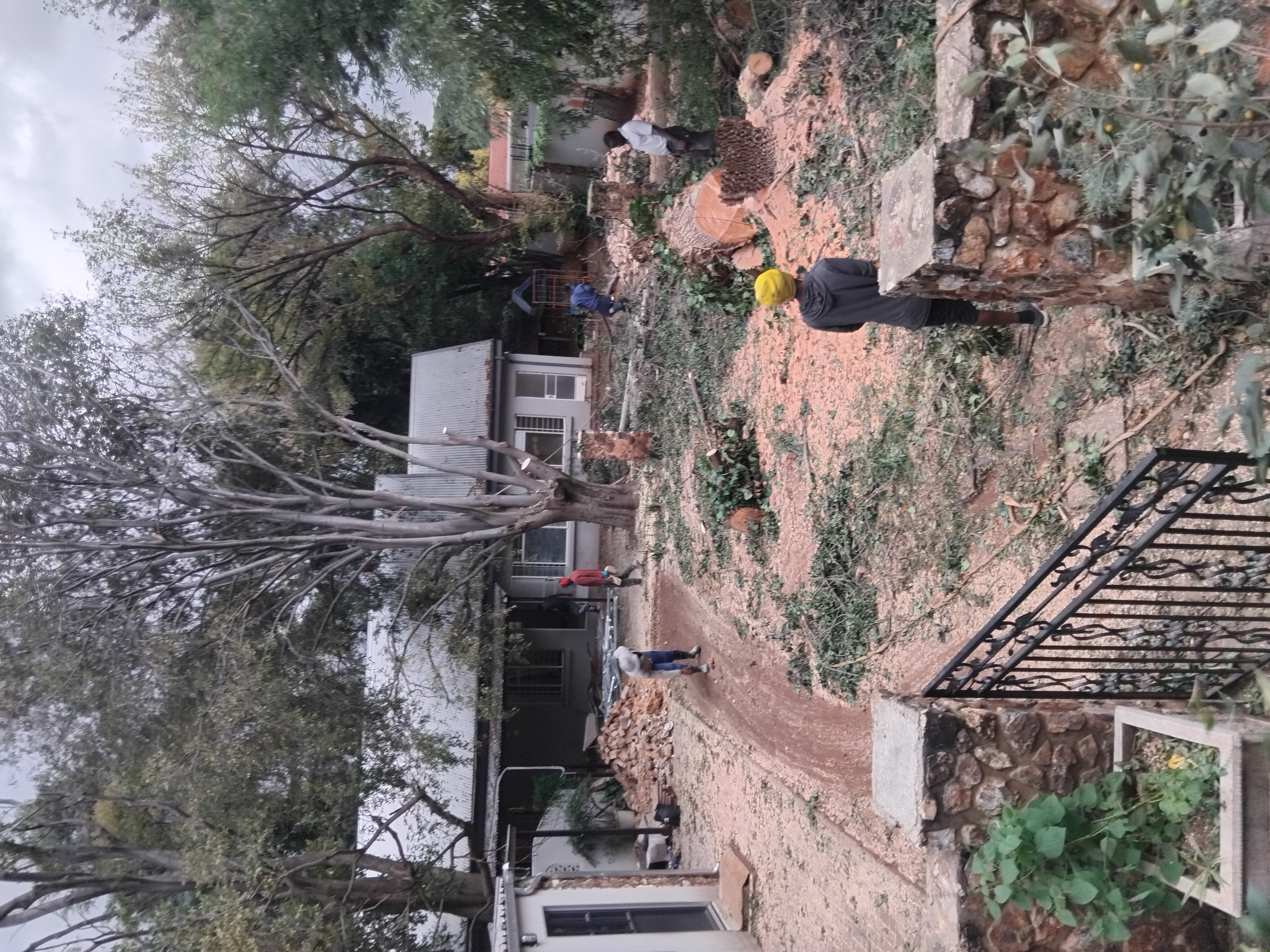 Tree Shaping